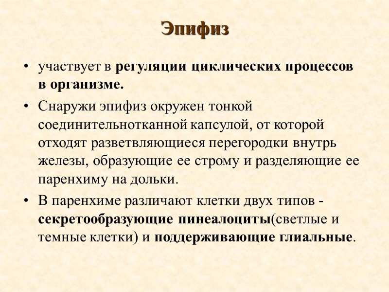 Эпифиз участвует в регуляции циклических процессов в организме. Снаружи эпифиз окружен тонкой соединительнотканной капсулой,